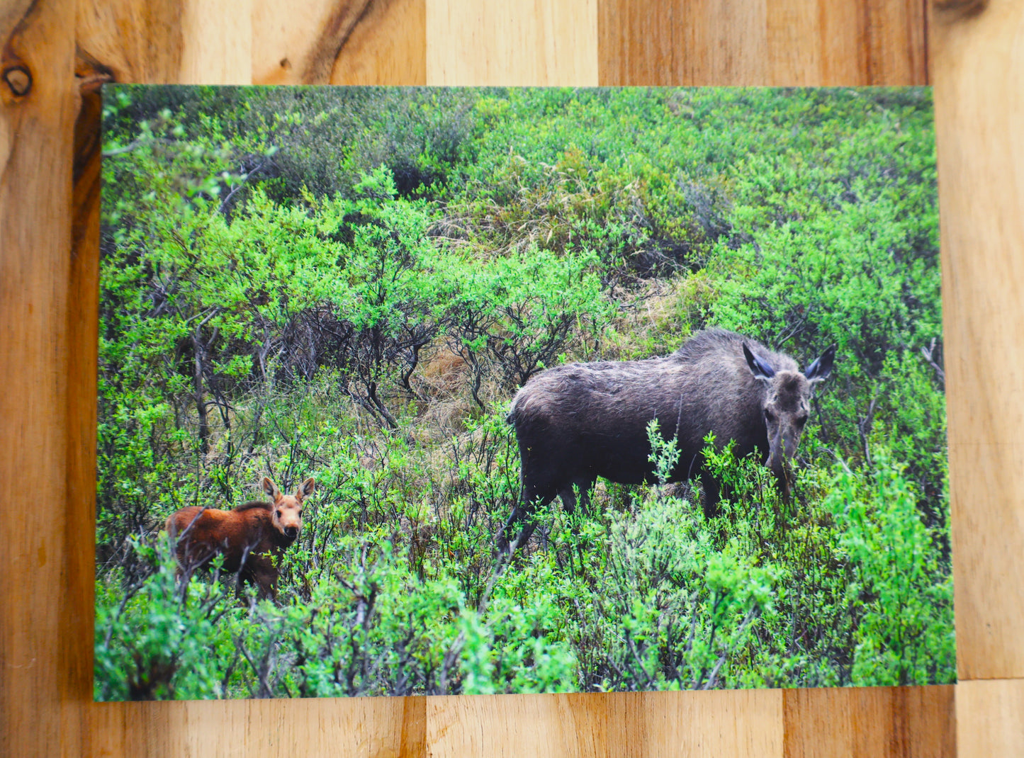 Moose Calf Postcard