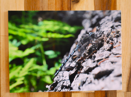 Dragonfly Postcard