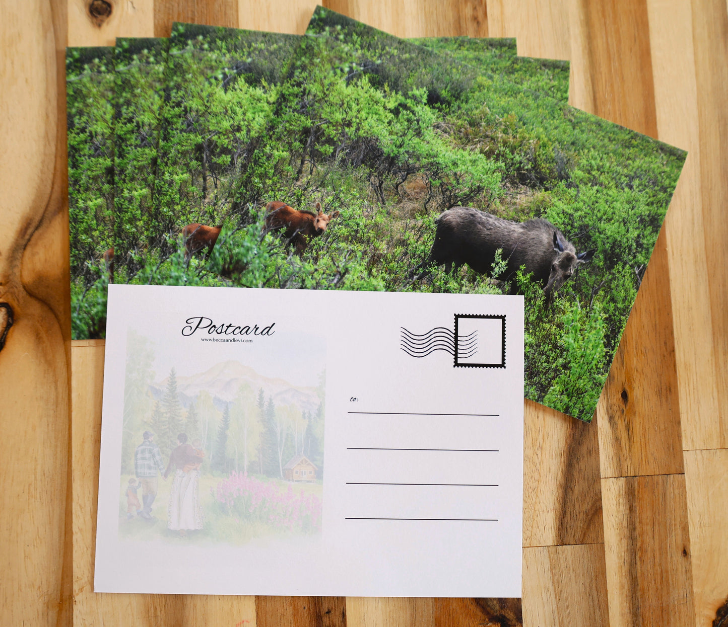 Moose Calf Postcard