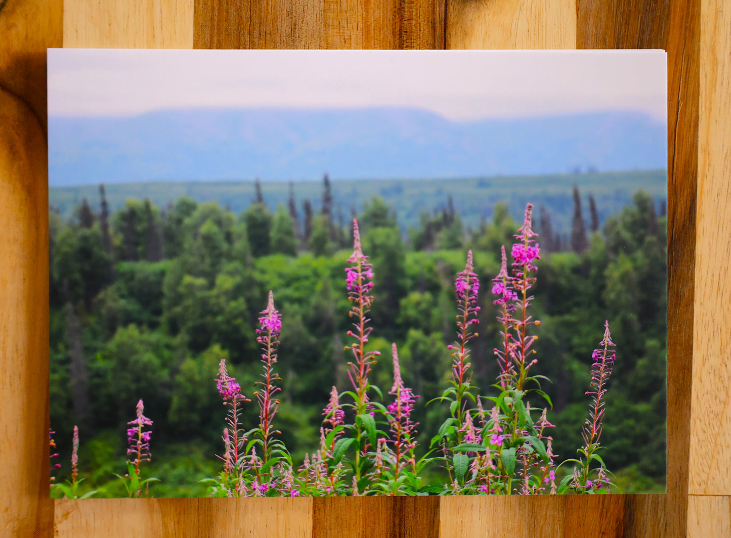 Fireweed Postcard