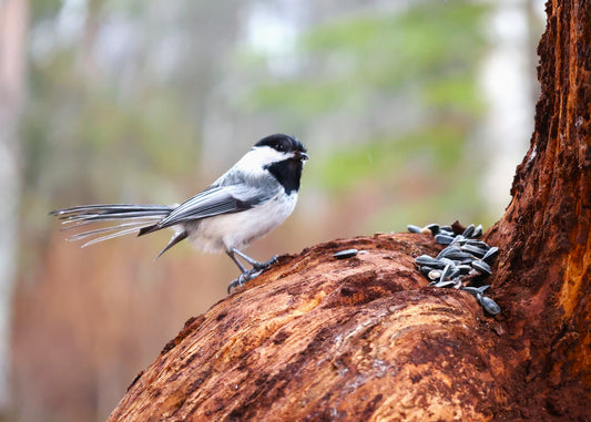 Chickadee Postcard